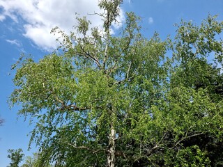Beautiful tree in the forest. White birch.
