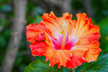 Orange blühender Hibiskus mit Stempel © Markus Kammermann