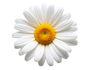 White Daisy Flower with Yellow Center, Side View Illustration, Isolated PNG.And transparent the background.