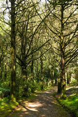 Naklejka premium Dichter Wald mit Lichtdurchbruch und Waldweg auf Madeira