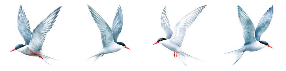 Obraz premium Watercolor Common Tern Seabird in Flight, Isolated Images