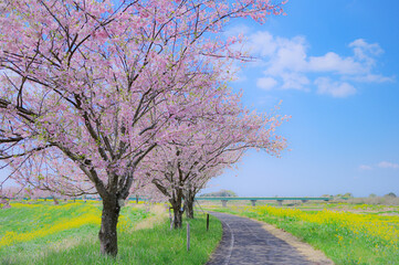 Obraz premium 春爛漫の桜並木と菜の花畑