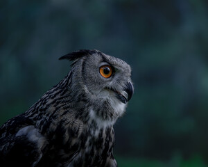 Eurasian eagle-owl portrait at night