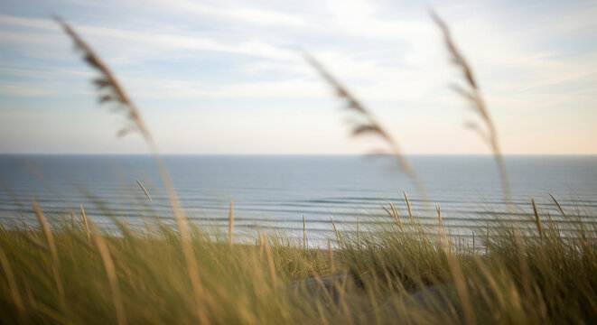 Golden grass sways gently in the breeze, framing a view of the calm ocean waves on a sunny day