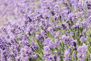 Field of lavender flowers, many purple flowers in the bed, field of lavender flowers, close-up of...