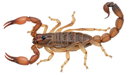 Isolated Scorpion