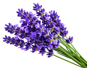 Obraz premium “Close-up Lavender Sprig with Purple Blossoms, isolated on transparent background”