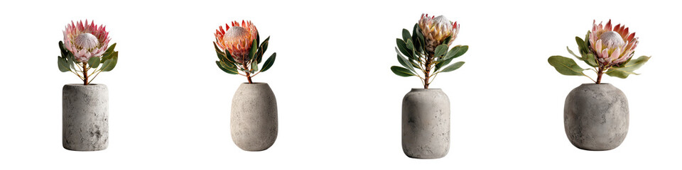 Obraz premium Protea Flower Arrangement - Concrete Vase Collection