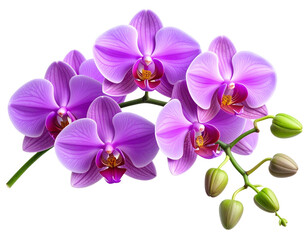 Obraz premium “Close-up View of a Single White Orchid with Yellow Center, transparent PNG”And transparent the background.