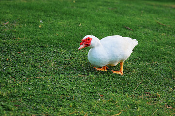 White Duck Grazing on Green Grass Under Natural Light at a Park