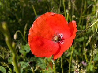 Obraz premium Red poppy flower growing in a field during summer