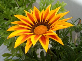 Vibrant Gazania Flower Blooming, Displaying Striking Yellow and Red Petals
