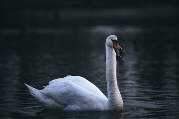 swan on the water