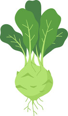 Kohlrabi

