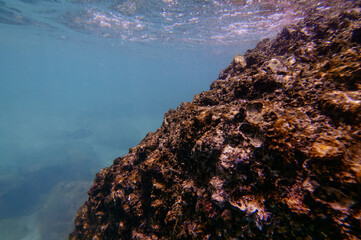 Vivid underwater scene showcasing a coral-covered rocky formation under calm and clear blue ocean...