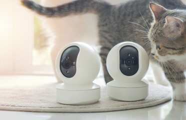 Curious cute tabby cat looking at home CCTV cameras on carpet while sneaking in living room.