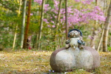 たぬきの一休み