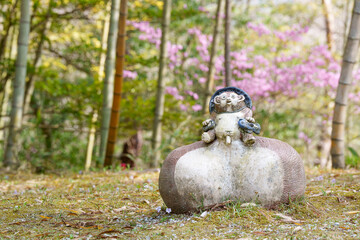 たぬきの一休み