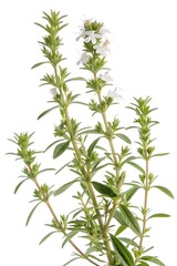 summer savory isolated on white background