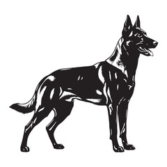 Showcasing a noble Belgian Malinois digital black form, impactful for any design - Belgian Malinois silhouette - Belgian Malinois Vector - Silhouette of Belgian Malinois - dog silhouette

