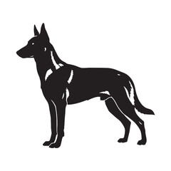 Presenting a classic Belgian Malinois digital black profile, with clean edges - Belgian Malinois silhouette - Belgian Malinois Vector - Silhouette of Belgian Malinois - dog vector

