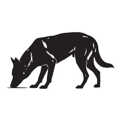 Fototapeta premium Belgian Malinois