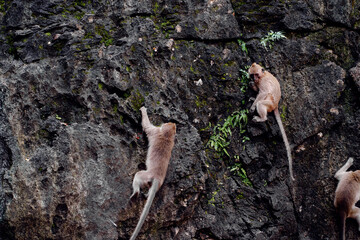 Monkeys Climbing a Rock Wall in a Natural Habitat Outdoors