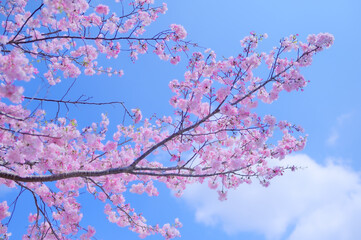 春爛漫、満開の思川桜が彩る景色