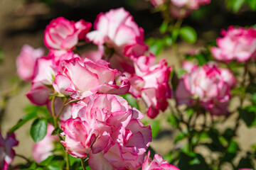 花びらの縁がピンクの白い薔薇