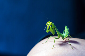The nymph of the tree mantis (Hierodula tenuidentata) cleans her front leg with her mouth, like a cat, close-up, side view.