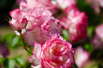花びらの縁がピンクの白い薔薇