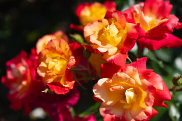 赤色と黄色がキレイな薔薇の花