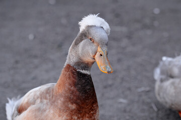 Striking close-up shot of a duck showcasing its unique feather cap, surrounded by soft sunlight and...
