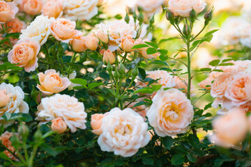 咲き乱れるオレンジと白の薔薇
