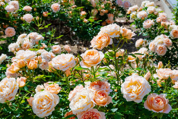 咲き乱れるオレンジと白の薔薇
