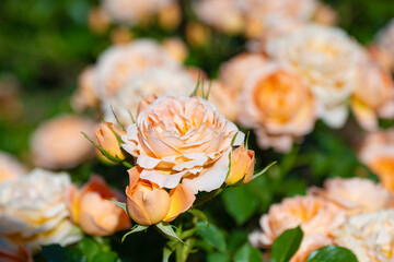 咲き乱れるオレンジと白の薔薇
