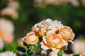 咲き乱れるオレンジと白の薔薇
