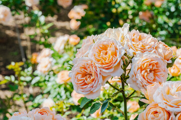 咲き乱れるオレンジと白の薔薇
