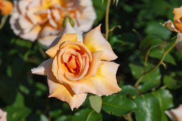 オレンジの薔薇
