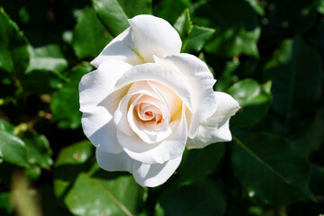 白い薔薇