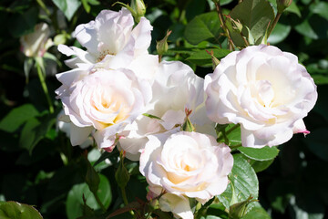 白い薔薇
