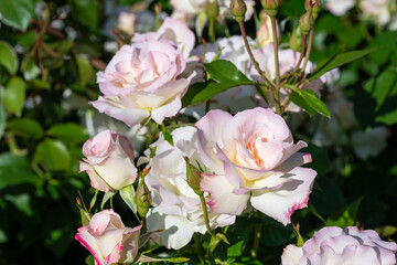 白い薔薇