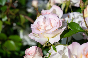 白い薔薇