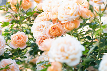 咲き乱れるオレンジと白の薔薇
