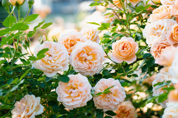 咲き乱れるオレンジと白の薔薇
