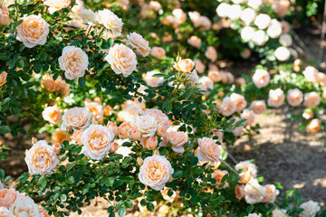 咲き乱れるオレンジと白の薔薇
