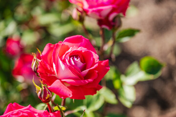 赤い薔薇