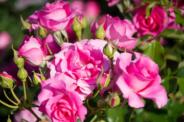 ピンクの薔薇