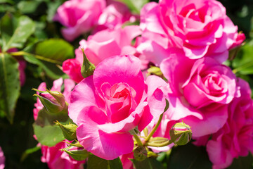 ピンクの薔薇