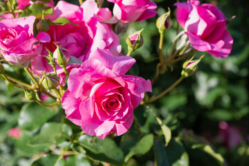 ピンクの薔薇